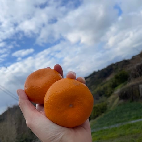 ITEM | 和田果樹園