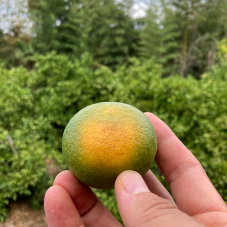 チョコ様専用 和田果樹園の果物 10kg 【公式通販】