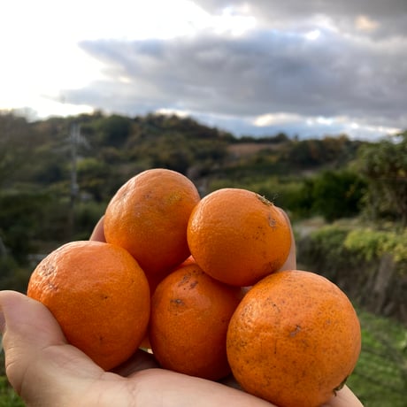 和田果樹園 | STORES