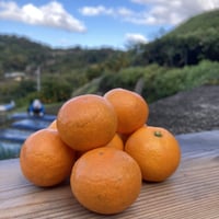 和田果樹園のゆら早生みかん 3Sサイズ 5kg | 和田果樹園