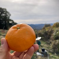 贈答用】和田果樹園のゆら早生みかん L 10kg | 和田果樹園