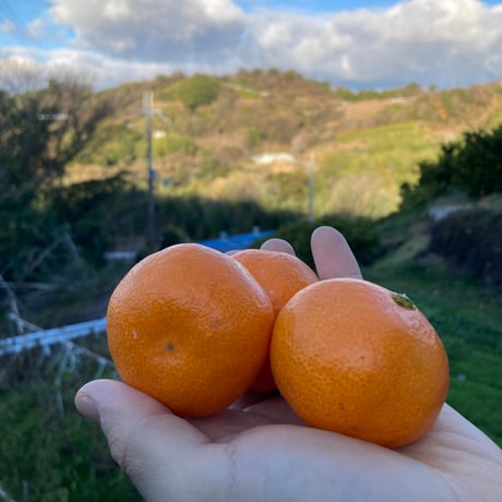 CATEGORY 果物 | 和田果樹園