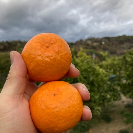 琥太郎の母たん　和田果樹園の果物10kg 琥太郎の母たん様 和田果樹園の果物 10kg 和田果樹園