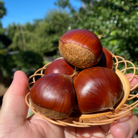 和田果樹園 | STORES