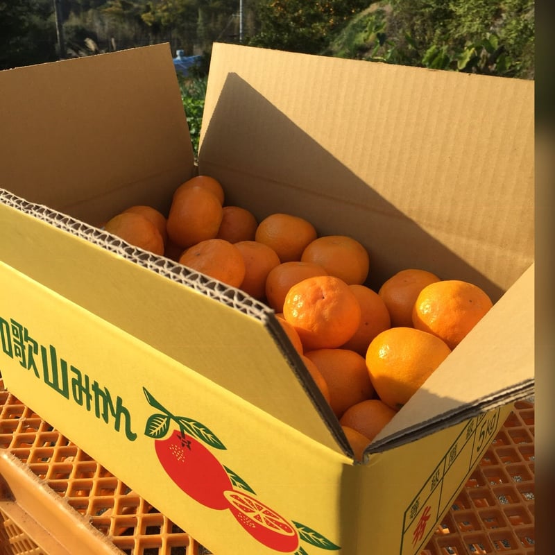 和田果樹園のゆら早生みかん 青秀S 5㎏ | 和田果樹園