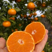 お買い得！田口早生みかん 青秀S～L混合 10kg
