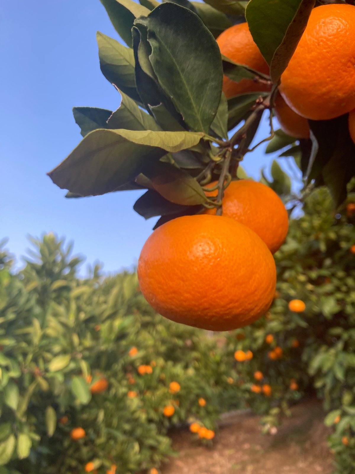 贈答用】和田果樹園のゆら早生みかん S 2.5kg | 和田果樹園