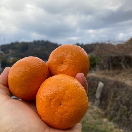 CATEGORY 温州みかん | 和田果樹園