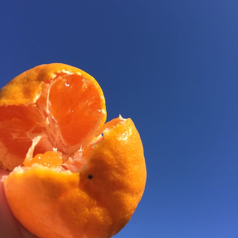 贈答用】和田果樹園のゆら早生みかん M 10㎏ | 和田果樹園