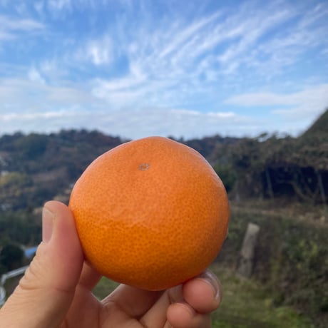 和田果樹園 | STORES