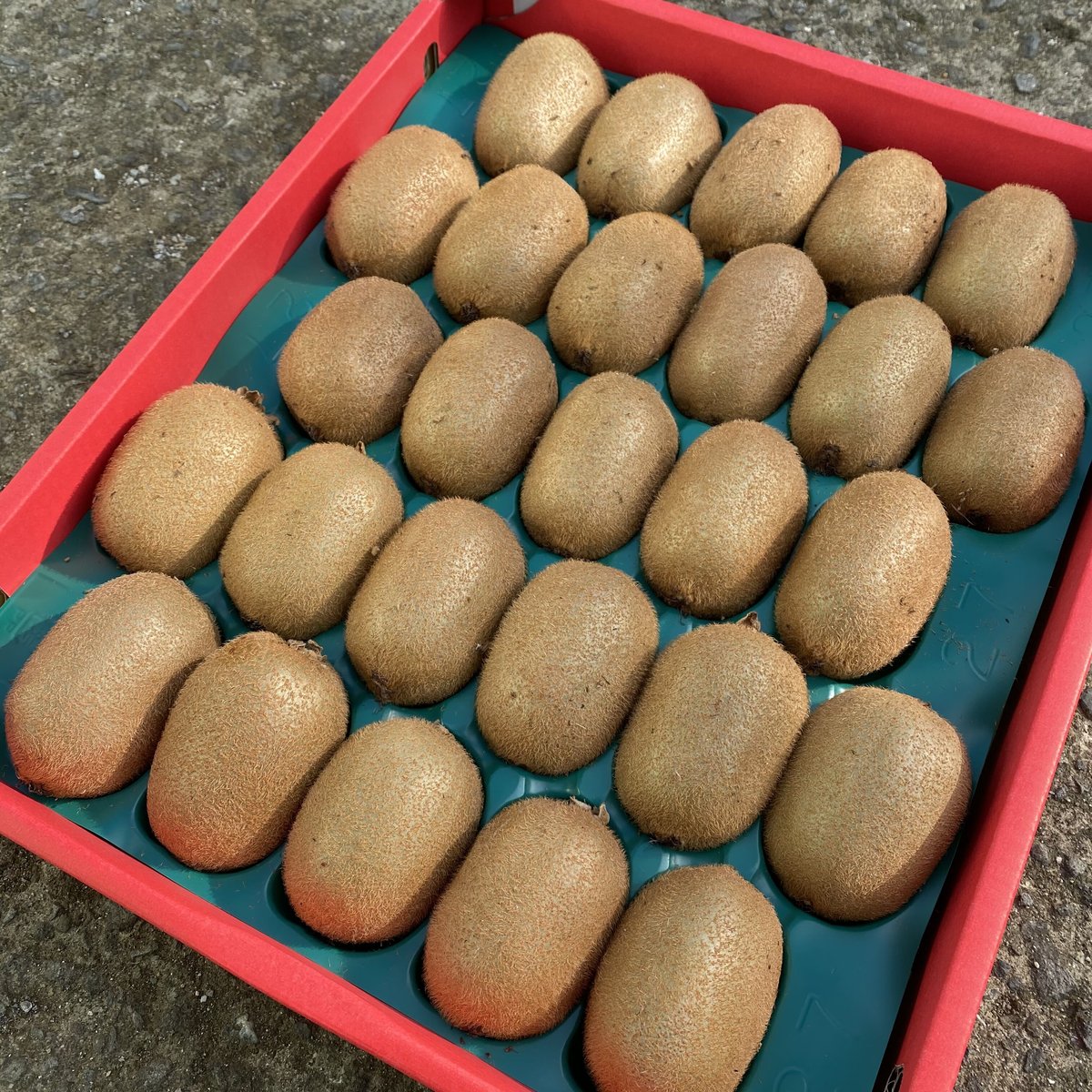 イカゴロ　和田果樹園の果物10kg 和田果樹園