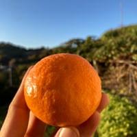 お買い得！ゆら早生みかん 青秀S～L混合 10kg | 和田果樹園