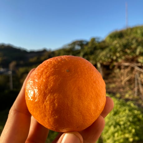 和田果樹園