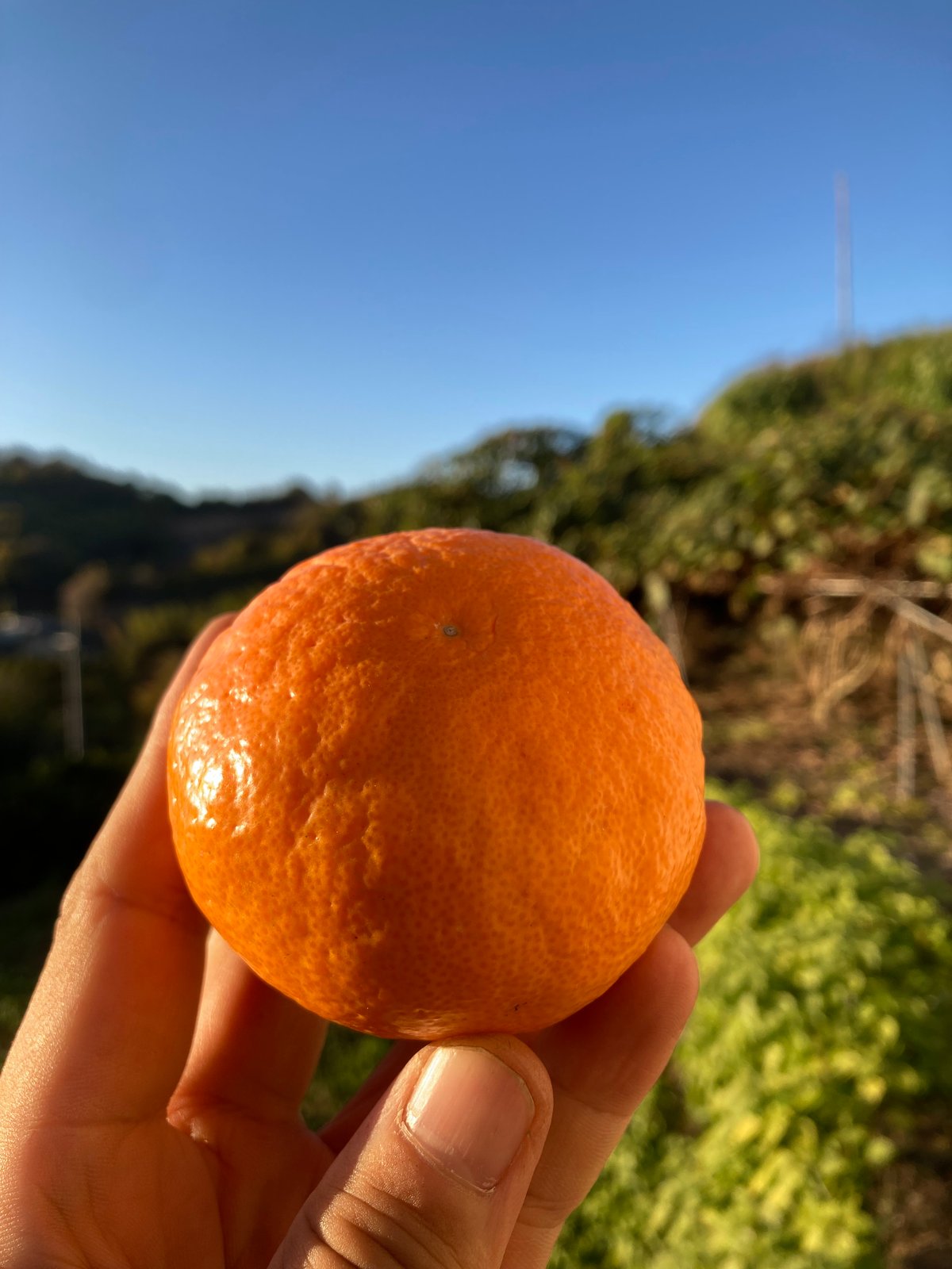 ちゃな　和田果樹園の果物10kg 贈答用】和田果樹園のゆら早生みかん L 10kg | 和田果樹園