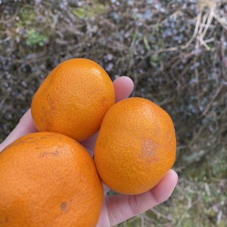 ITEM | 和田果樹園