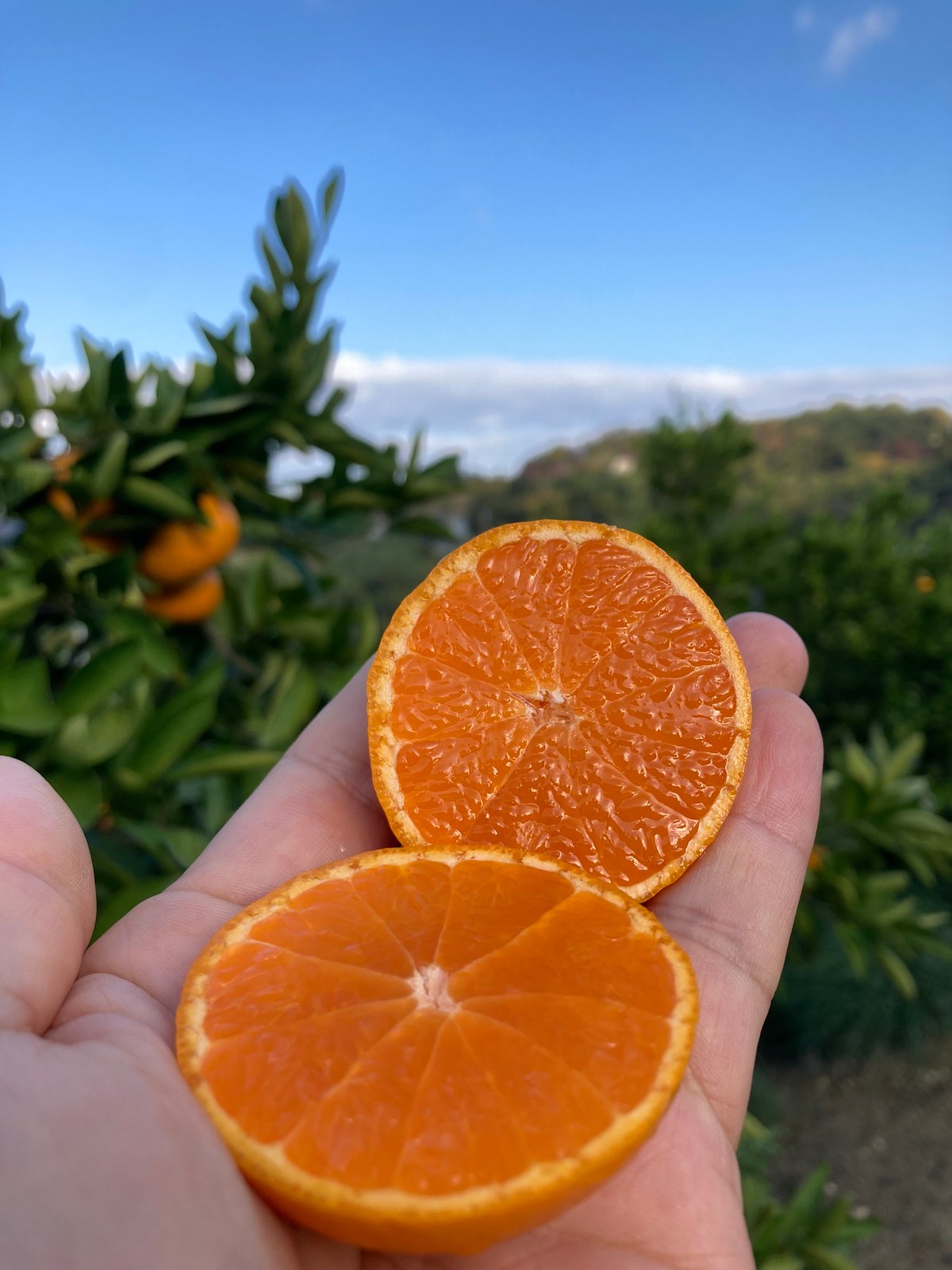 和田果樹園のゆら早生みかん 青秀2S 5kg | 和田果樹園