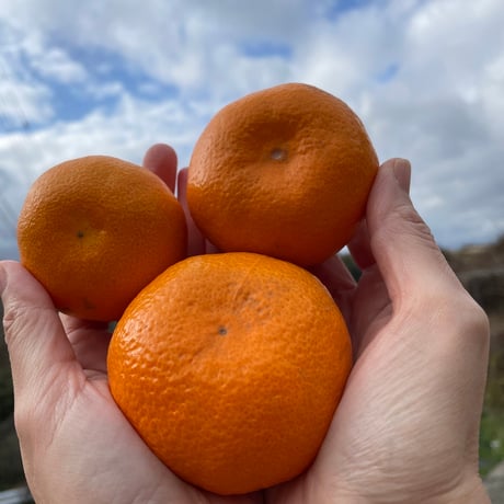 和田果樹園 | STORES