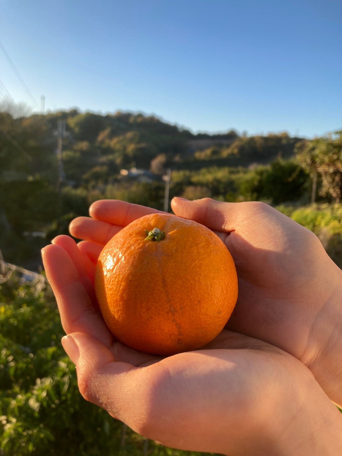 和田果樹園のゆら早生みかん 青秀Lサイズ 5kg | 和田果樹園