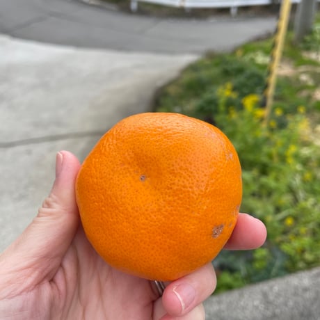 CATEGORY 温州みかん | 和田果樹園