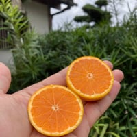 和田果樹園のゆら早生みかん3Sサイズ 5kg