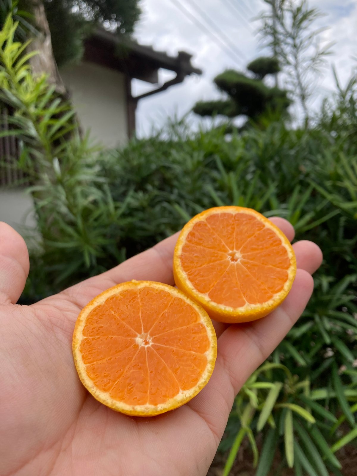 フルラ　和田果樹園の果物　10kg 和田果樹園