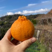 PK2　和田果樹園の果物　10kg CATEGORY 果物 | 和田果樹園