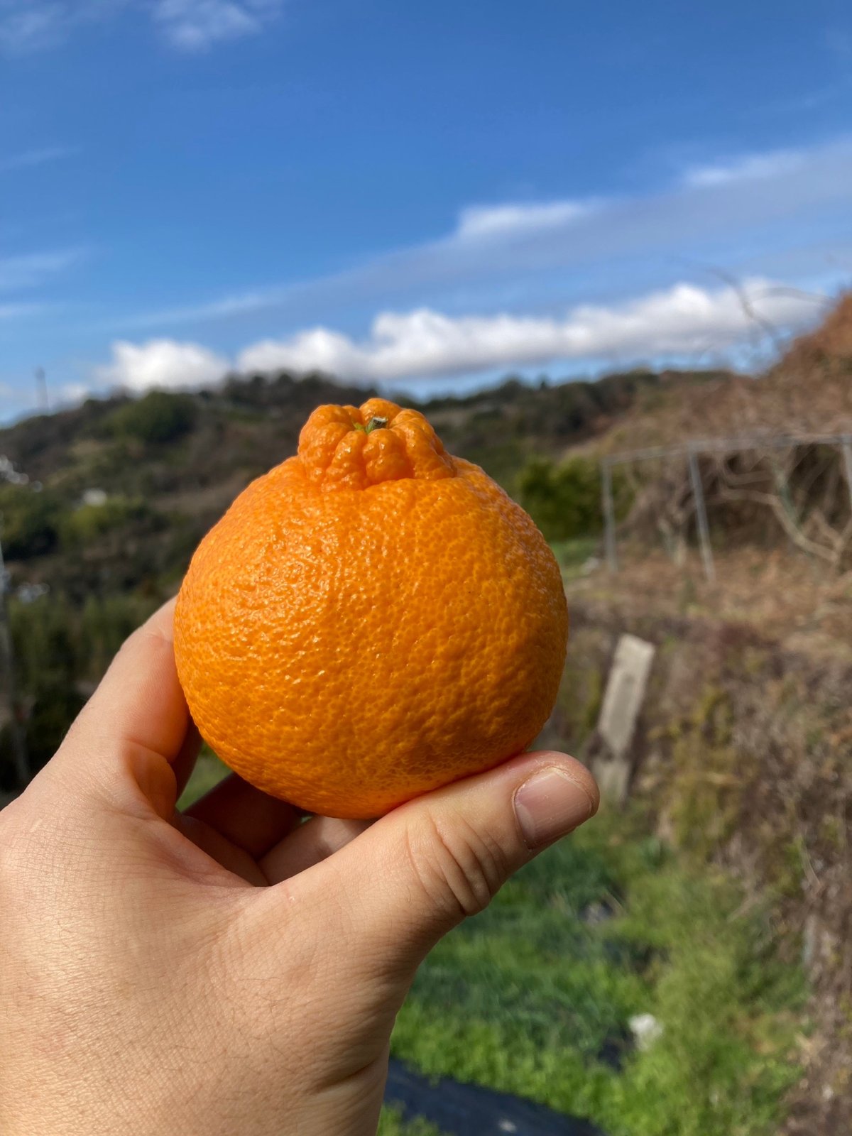 マーヤ　和田果樹園の果物　10kg 和田果樹園 | STORES