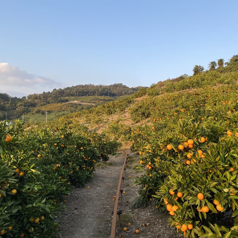 贈答用】和田果樹園のゆら早生みかん M 10㎏ | 和田果樹園