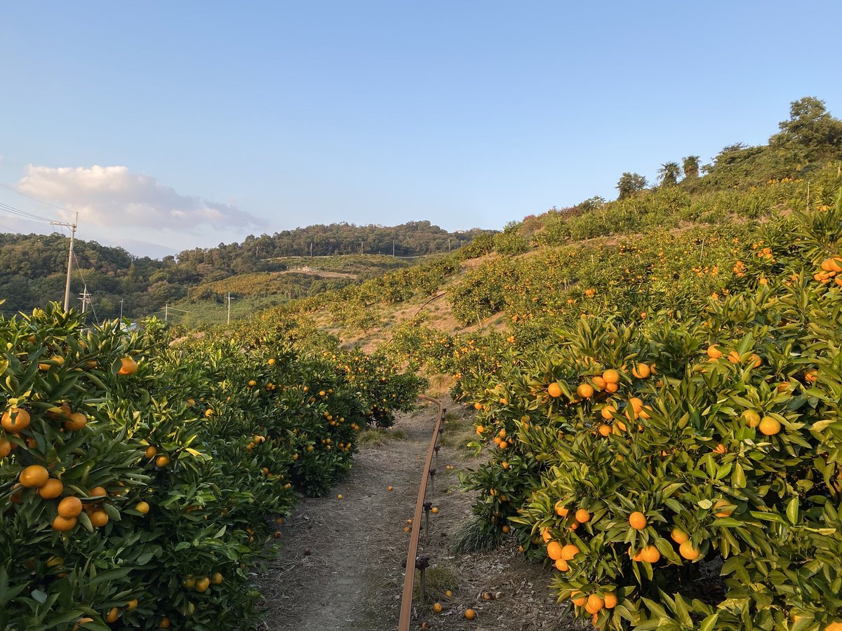 贈答用】和田果樹園のゆら早生みかん M 10㎏ | 和田果樹園