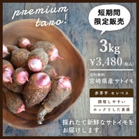 送料無料&増量キャンペーン】里芋 赤芽芋 セレベス 1kg 宮崎県産