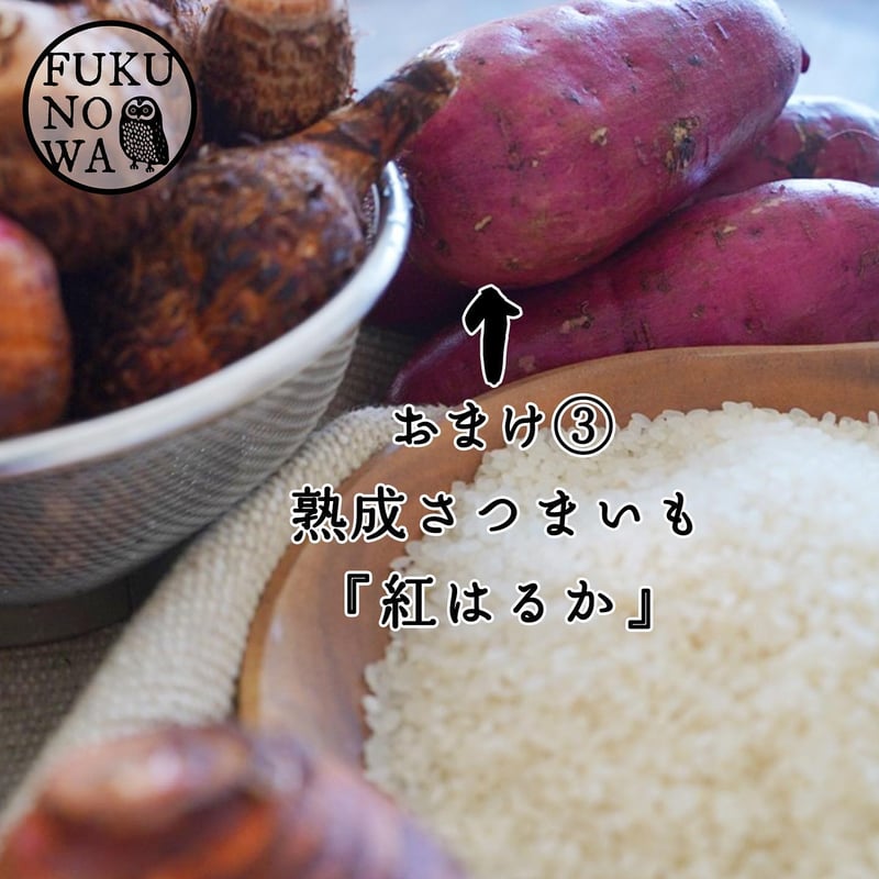 送料無料&増量キャンペーン】里芋 赤芽芋 セレベス 1kg 宮崎県産