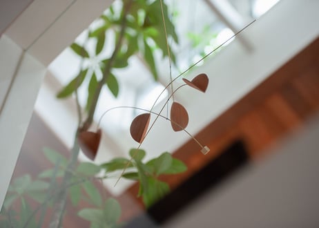 PLANTS