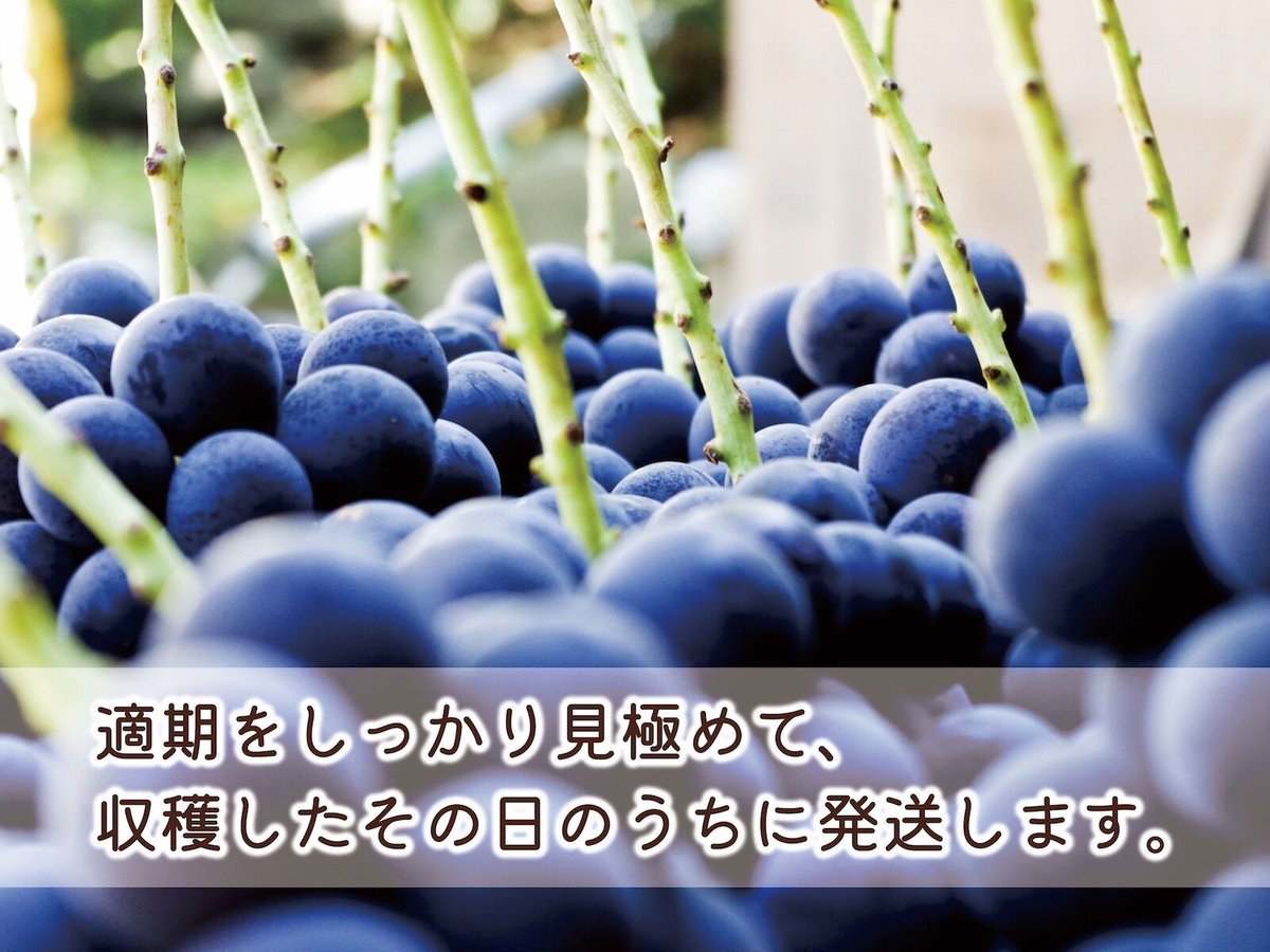 クール便】ご自宅の食卓に彩りを添えるナガノパープル・2房