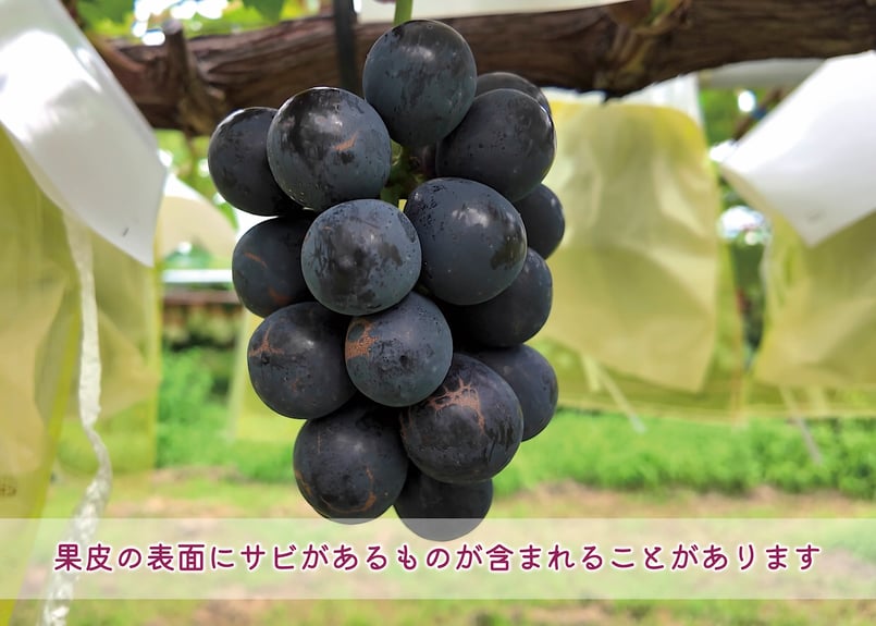 クール便】ご自宅の食卓に彩りを添えるナガノパープル・2房