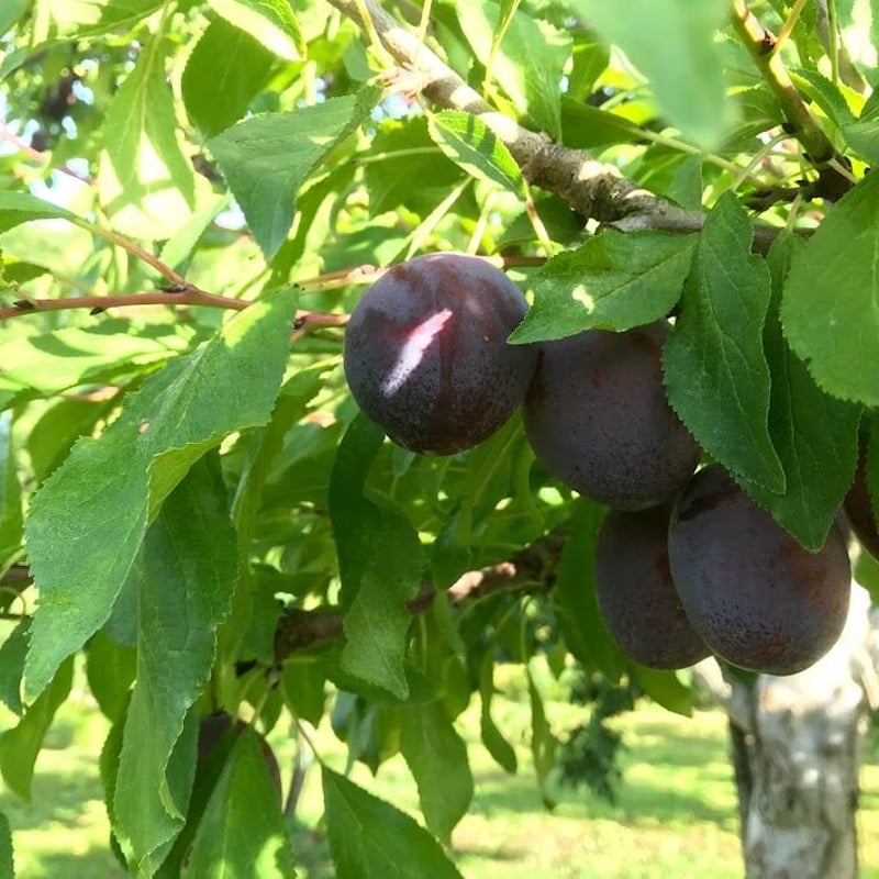 プルーン（ベイラー） (500g x 4パック入り) 2kg | Pink Orchards