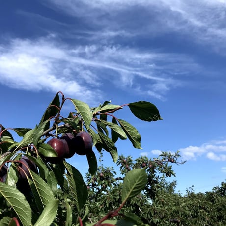 Pink Orchards(ピンクオーチャード)サイダリー Pink Orchards(ピンクオーチャード)サイダリー