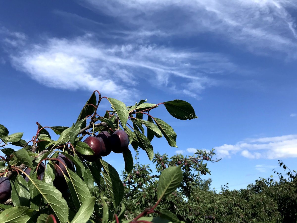 プルーン（ベイラー） (500g x 4パック入り) 2kg | Pink Orchards