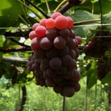 nomAmon wine