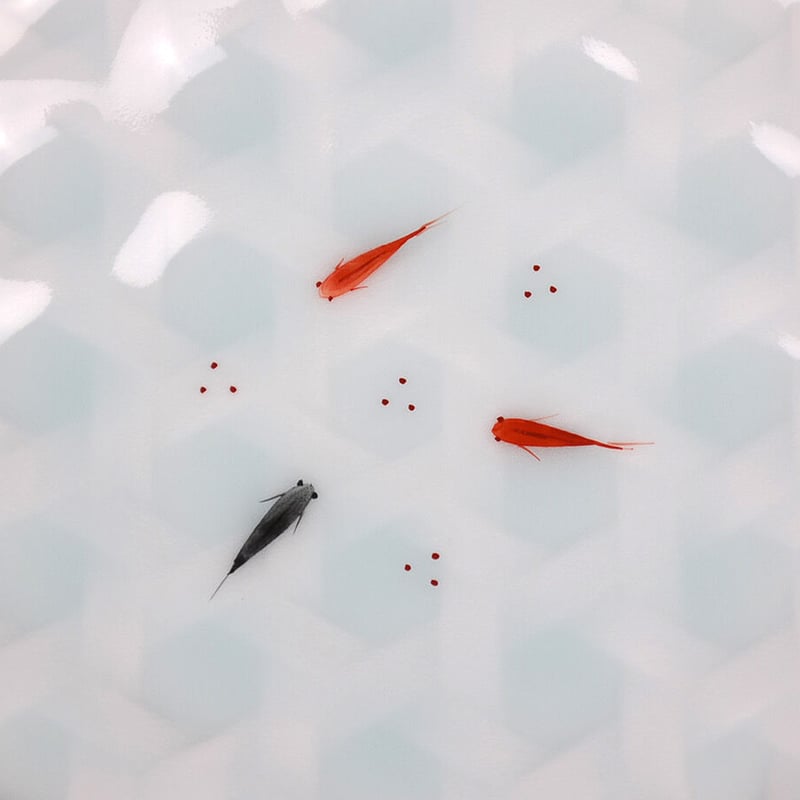 青白磁メダカ籠目5寸皿 | 鍋島 虎仙窯オンラインストア