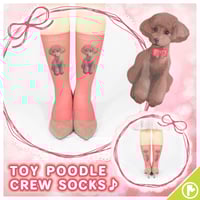 【アニマル】CS-0270【トイプードル】クルーソックス
