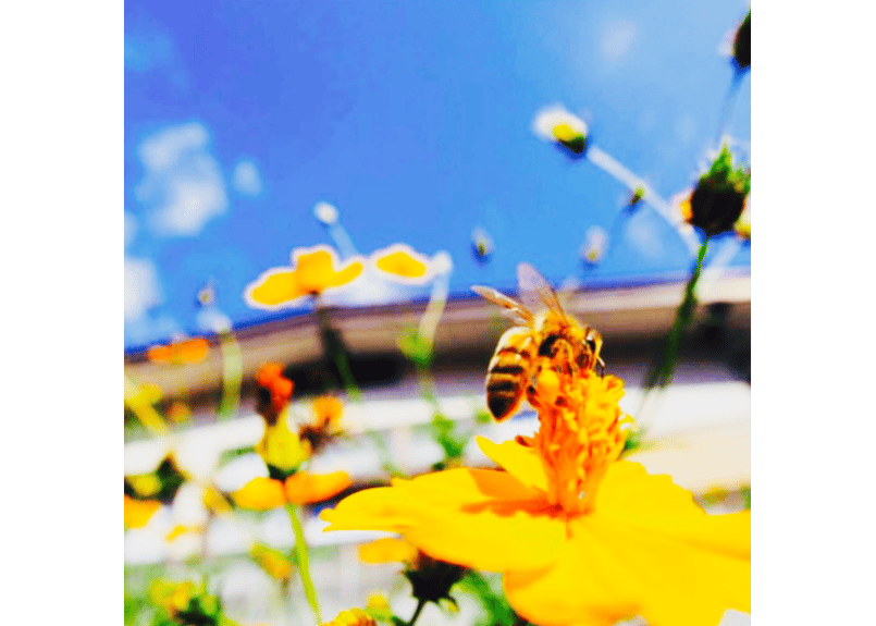 熊本県産 採れたて 天然はちみつ 熊本 みかん蜜 210g×2個 化粧