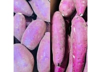 さつまいも 紅はるか 訳あり 箱込み 約2kg 優品 訳あり サイズ不揃い