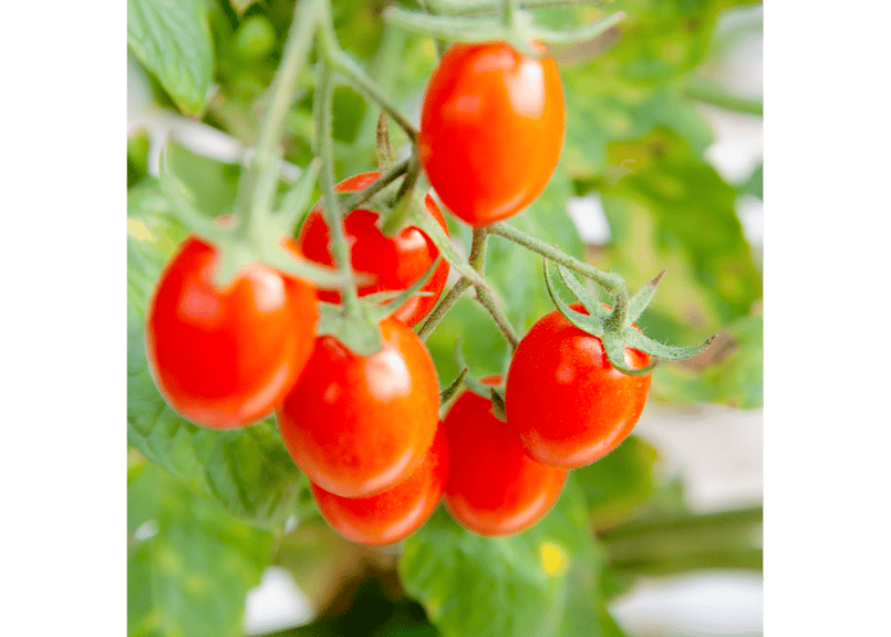 九州 熊本産 ミニトマト 約3kg 箱込み 2S～2L 不揃い (002) 野菜