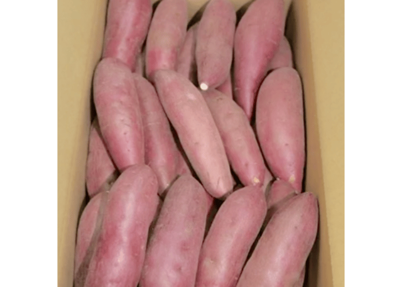 サツマイモ様 熊本県産 さつまいも 規格外品 箱込み 約2kg【003】熊本 サツマイモ