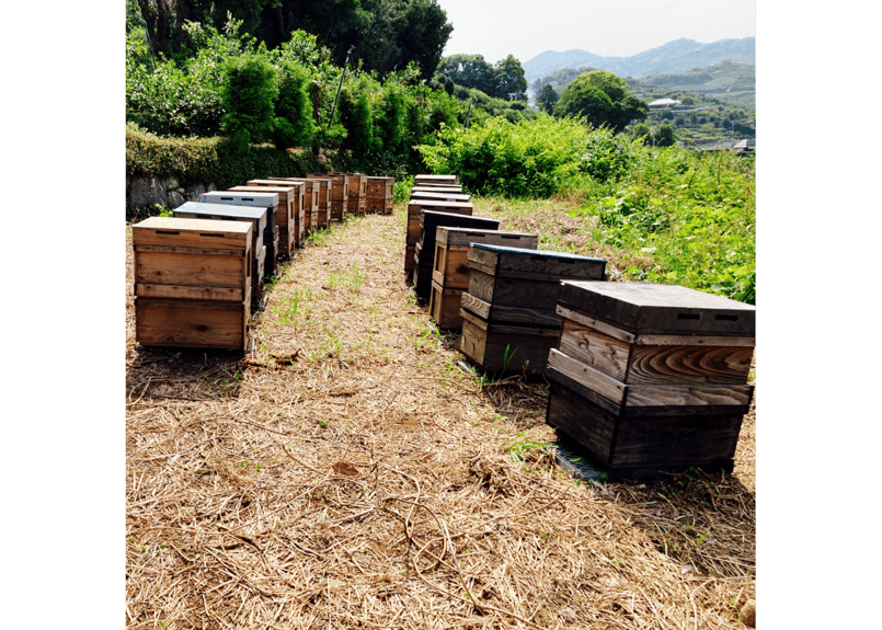 熊本県産 採れたて 天然はちみつ 阿蘇の百花蜜 210g＆熊本 みかん蜜