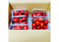 九州 熊本産 ミニトマト 約3kg 箱込み 2S～2L 不揃い (002) 野菜