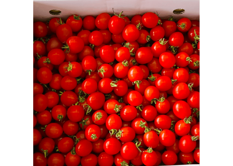 九州 熊本産 ミニトマト 約3kg 箱込み 2S～2L 不揃い (002) 野菜