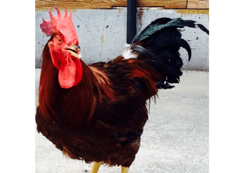 熊本 天草大王 鉄板グリルセット（コロコロカット、つくね、ウインナー