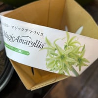 マジックアマリリス　エバーグリーン　緑