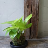 ポトス　ライム　苔玉風